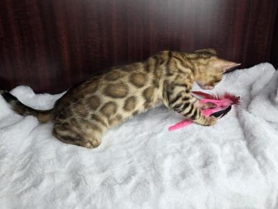 0palo - Bengal - Gallery Photo #1
