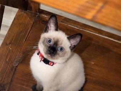 Mocha - Siamese - Gallery Photo #1