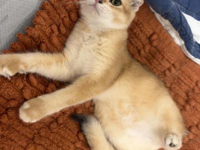 Frida - Scottish Fold - Gallery Photo #1