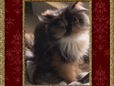 Frankie And Sebastian - Persian - Gallery Photo #1