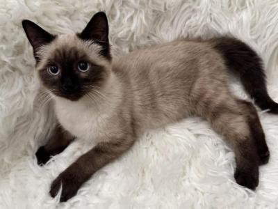 Female Chocolate Point Siamese - Siamese - Gallery Photo #1