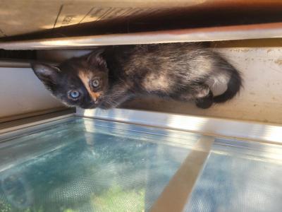 Tortoiseshell Kitten URGENT - American Shorthair - Gallery Photo #1