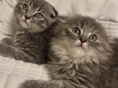 Male And  Female - Scottish Fold - Gallery Photo #1
