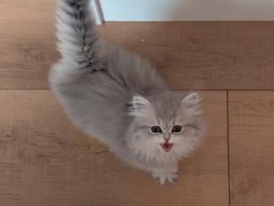 Amanda - Persian - Gallery Photo #1