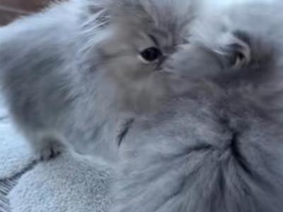 Simon And Kate - Persian - Gallery Photo #1