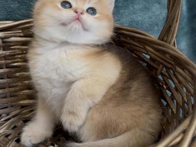 Lisa - British Shorthair - Gallery Photo #1