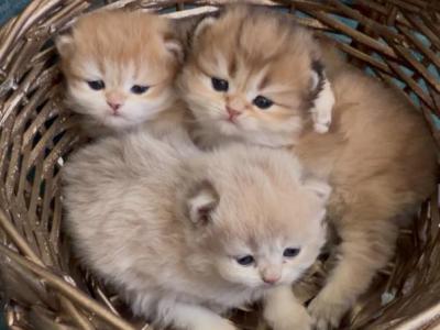 Nala - British Shorthair - Gallery Photo #1
