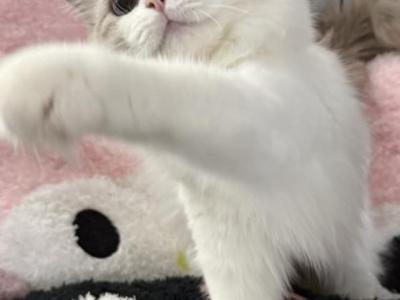Jj - Ragdoll - Gallery Photo #1