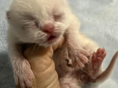 Persian White Kittens - Persian - Gallery Photo #1