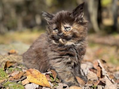 Sweet And Spicy Sriracha - Maine Coon - Gallery Photo #1