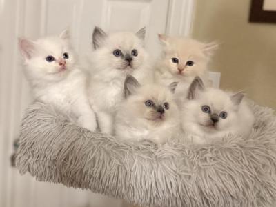 Simsim - Ragdoll - Gallery Photo #1