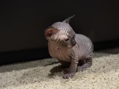 The Lunar Legacy Litter - Sphynx - Gallery Photo #1
