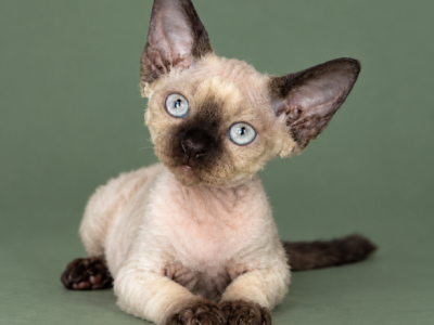 Point Male - Devon Rex - Gallery Photo #1