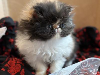 Peke Face Dark Girl - Persian - Gallery Photo #1