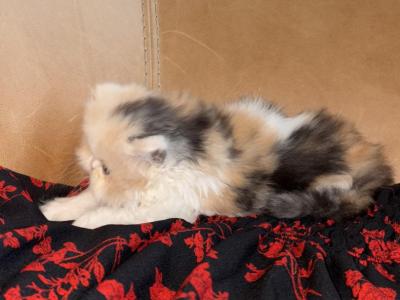 Calico - Persian - Gallery Photo #1