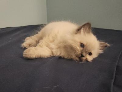 Ragdoll Male - Ragdoll - Gallery Photo #1