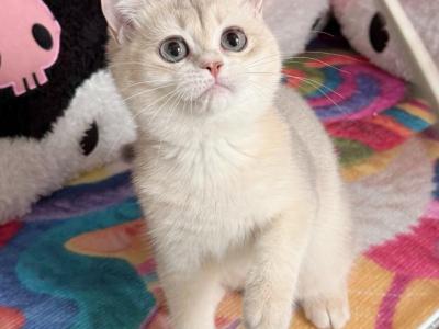 Jojo - British Shorthair - Gallery Photo #1