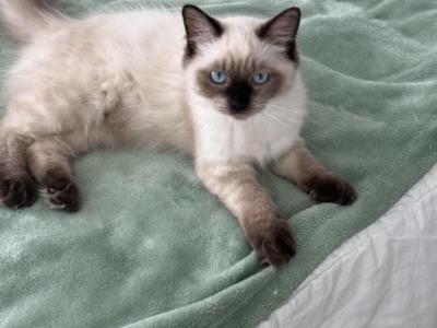 Milan - Ragdoll - Gallery Photo #1