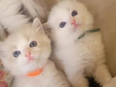 Balla - Ragdoll - Gallery Photo #1