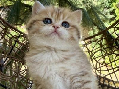 British Shorthair Kittens - British Shorthair - Gallery Photo #1