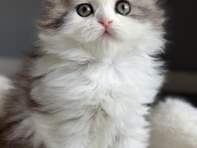 Scottish Fold Kittens For Sale - Scottish Fold - Gallery Photo #1