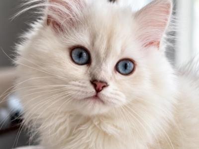 Bella - Ragdoll - Gallery Photo #1