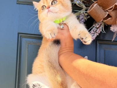 Girl & Boy - British Shorthair - Gallery Photo #1
