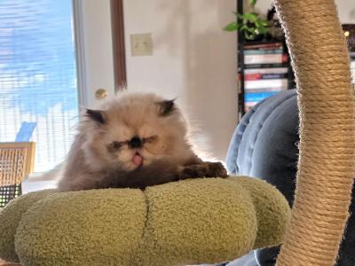 Rayne's Himalayan - Himalayan - Gallery Photo #1
