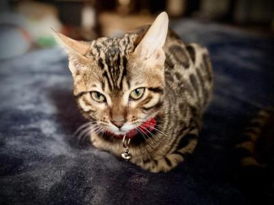 RYKA - Bengal - Gallery Photo #1