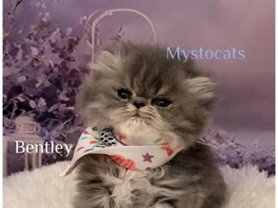 Persian Chocolate Lilac And Blue Kittens - Persian - Gallery Photo #1