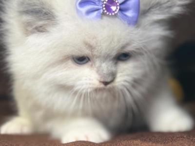 Ragdoll Kittens - Ragdoll - Gallery Photo #1