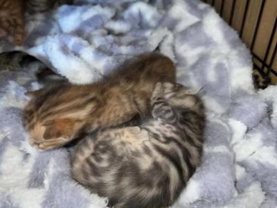 Boys And Girls - Bengal - Gallery Photo #1