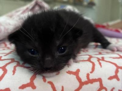 Nyx - Domestic - Gallery Photo #1