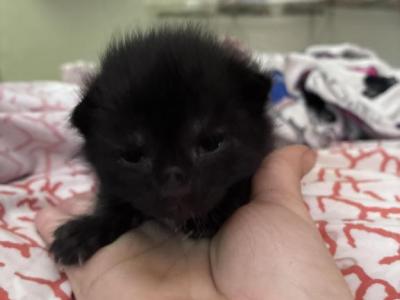 Salem - Domestic - Gallery Photo #1