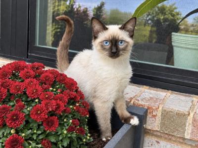 Female Snowshoe Siamese - Siamese - Gallery Photo #1