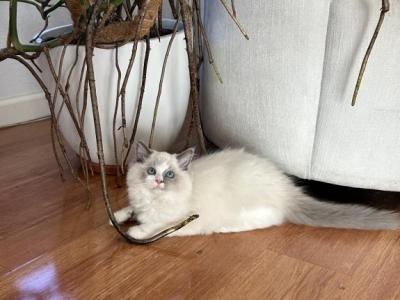 Beautiful Fluffy Ragdoll Kitten - Ragdoll - Gallery Photo #1