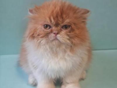 Tica Red Tabby Bicolor Doll Face Persian - Persian - Gallery Photo #1