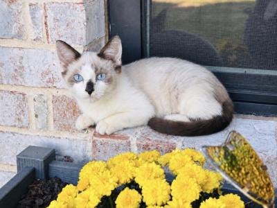 Male Snowshoe Siamese Kitten - Siamese - Gallery Photo #1