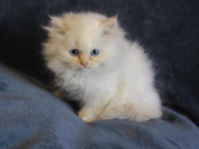 Beautiful Dollface Cream Point Male - Persian - Gallery Photo #1