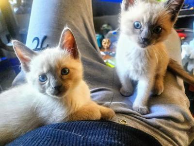 Purebred Siamese Kitten Seal Point Female Sister - Siamese - Gallery Photo #1
