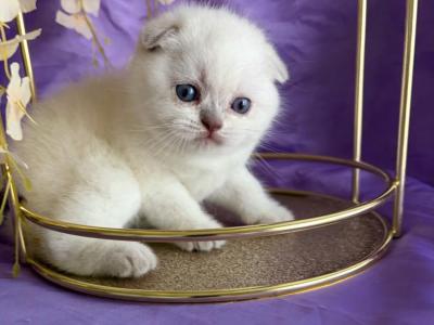 Leo - Scottish Fold - Gallery Photo #1