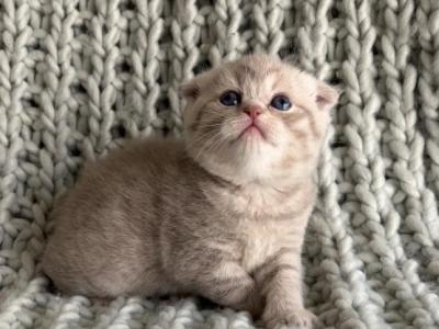 Frida - Scottish Fold - Gallery Photo #1