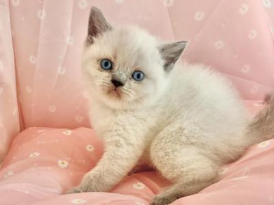 Fiona - British Shorthair - Gallery Photo #1