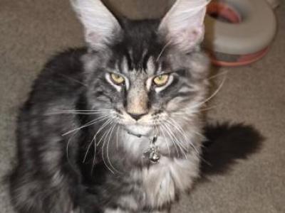 Maine Coon Kittens Champs - Maine Coon - Gallery Photo #1