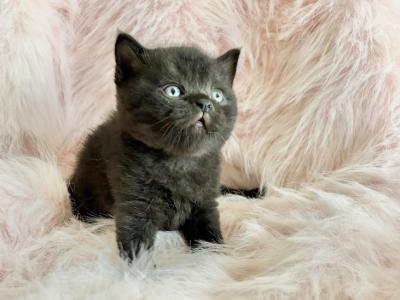 Black Star - British Shorthair - Gallery Photo #1