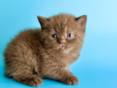 Chloe - British Shorthair - Gallery Photo #1