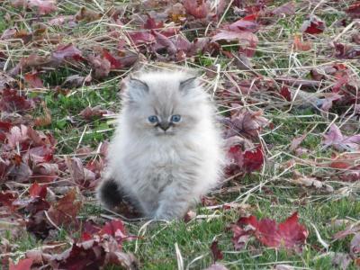 Beautiful Dollface Chocolate Lilac Point - Persian - Gallery Photo #1