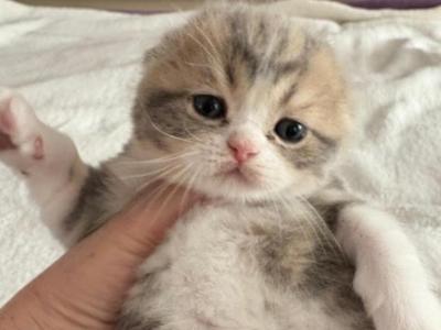 Girl1 - Scottish Fold - Gallery Photo #1