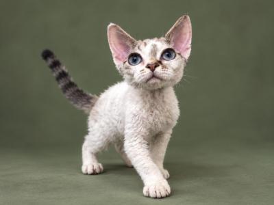 GorgeousDevon Rex - Devon Rex - Gallery Photo #1