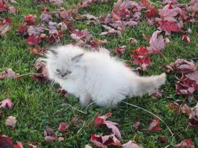 Beautiful Dollface Lilac Cream Point - Persian - Gallery Photo #1